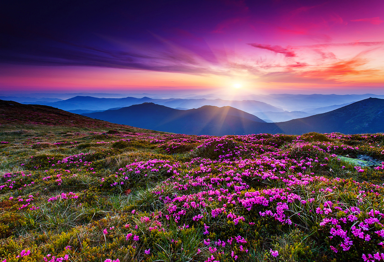 Purple field of flowers with mountains and sunset in the background