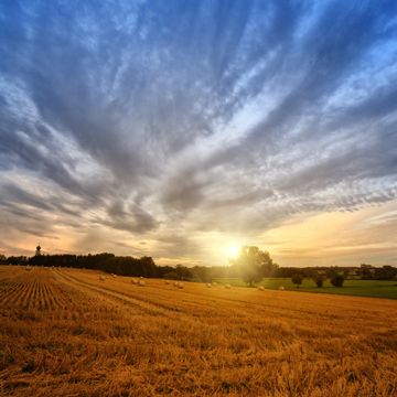 Field of hay bales at sunrise