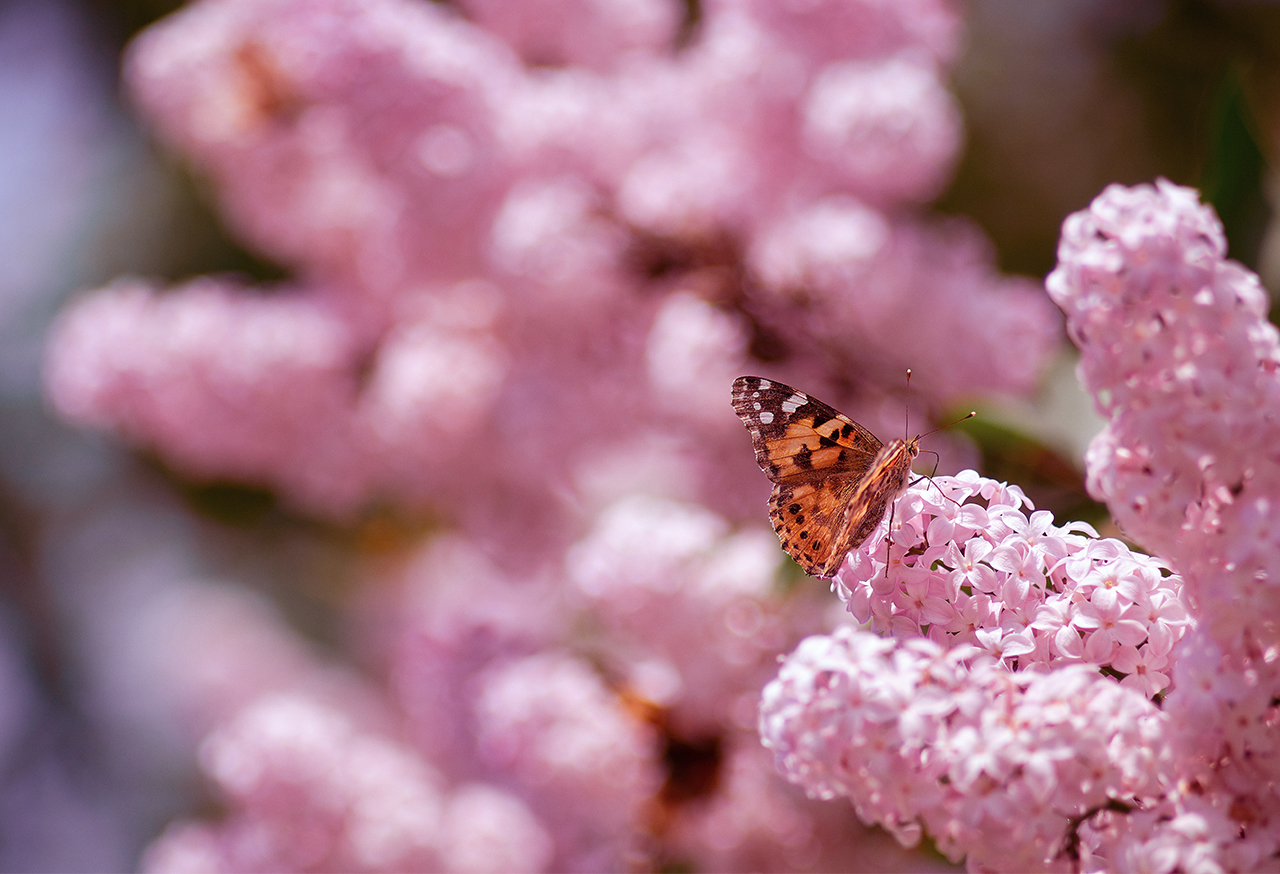 Butterfly on pink flowers