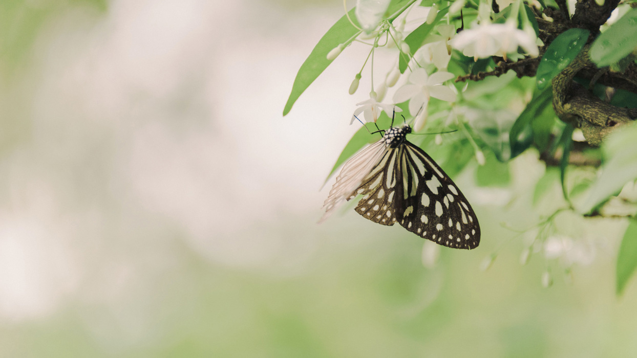 Butterfly on white flower