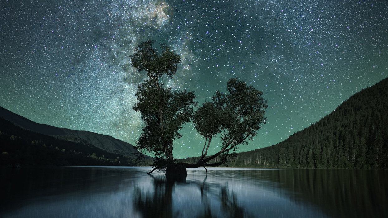 Tree in lake at night