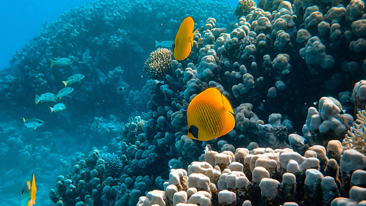 Yellow fish near coral