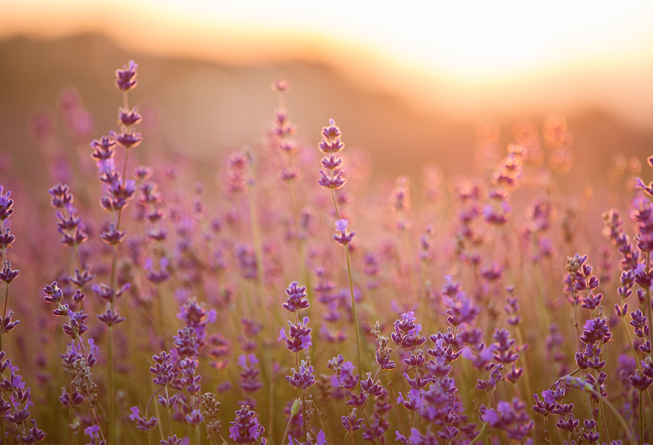 Field of lavender