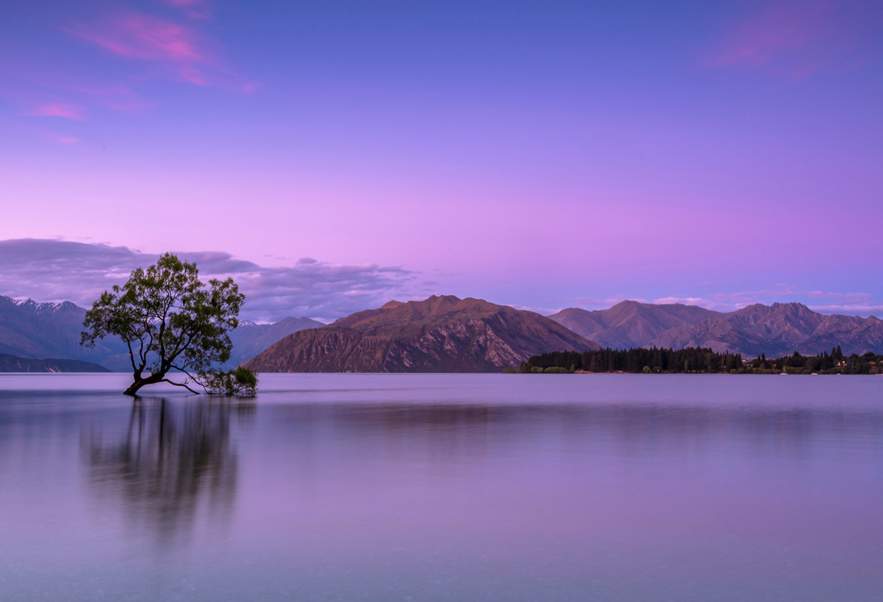 Tree in a lake with mountains in the background