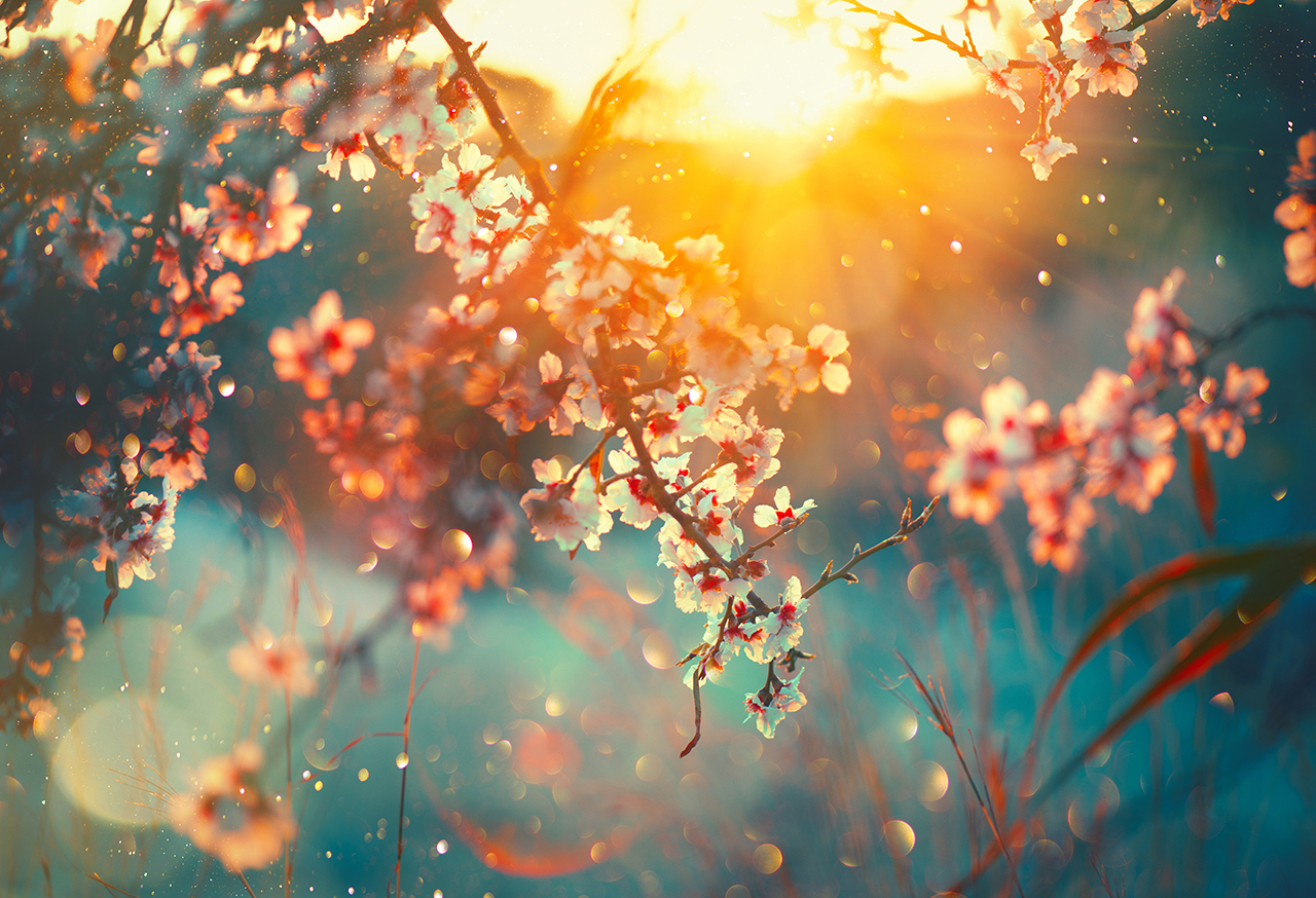 Sunlight through apple blossom