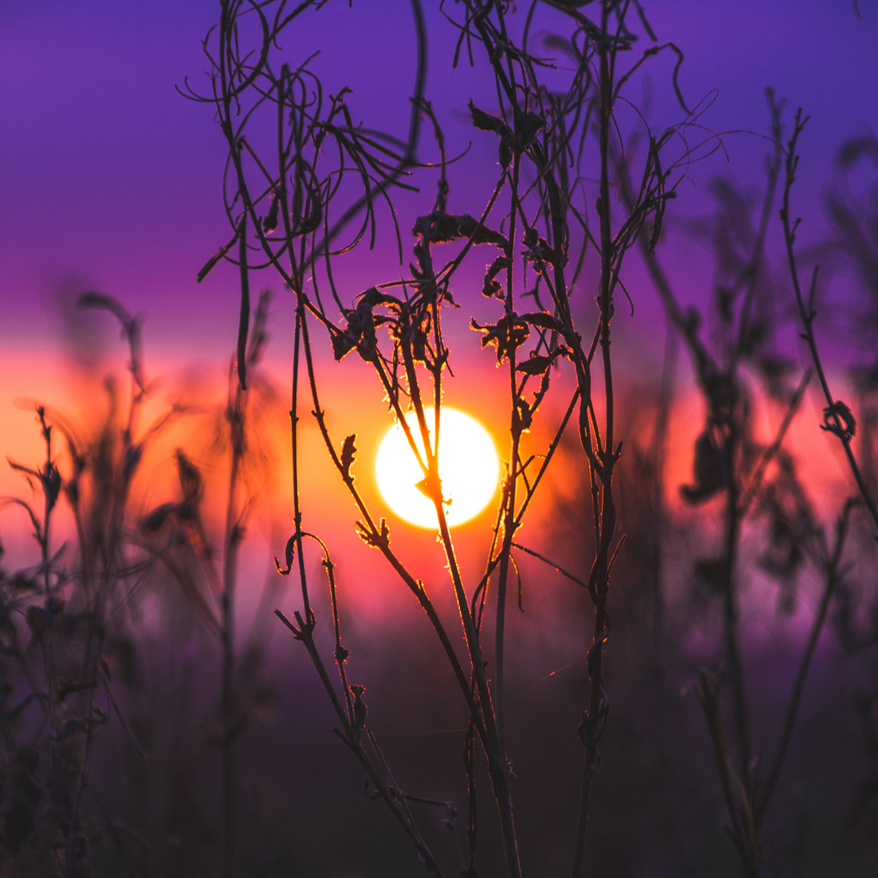 Sunset through flowers