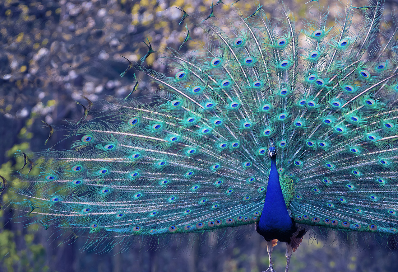 Peacock displaying its tail feathers