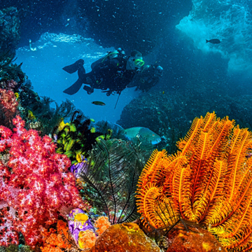 Divers swimming by bright coral