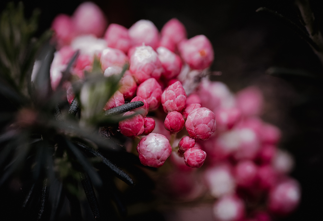 Flower buds
