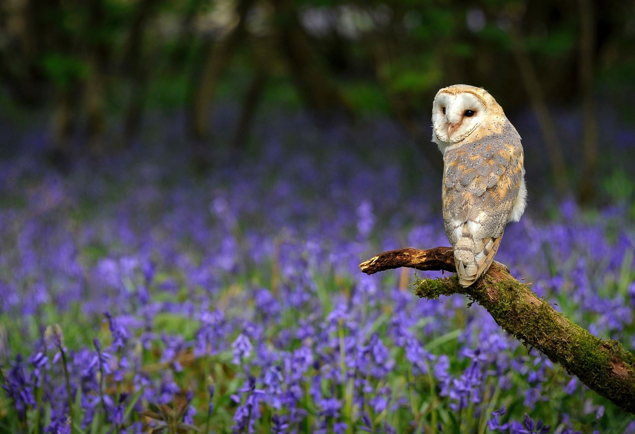 owl perched on a branch against a background of bluebells