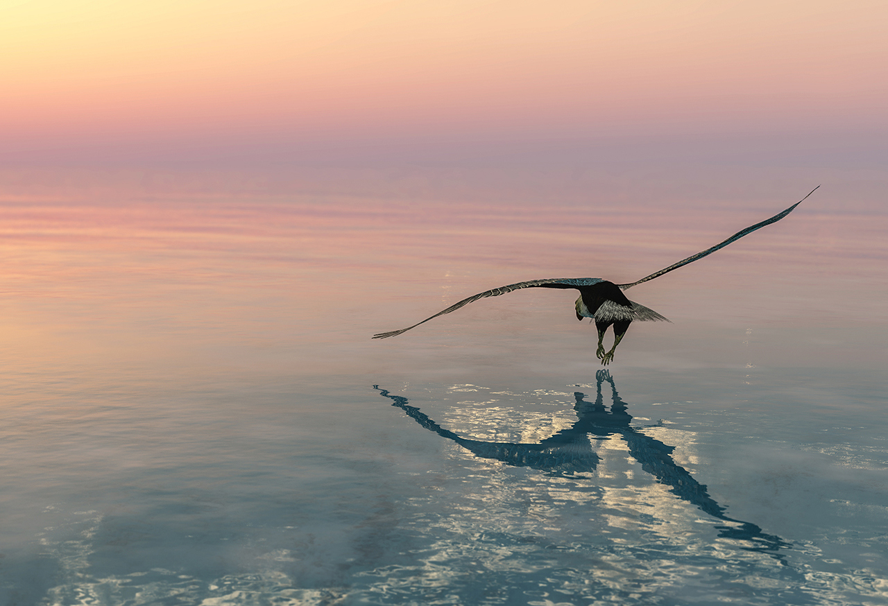 Eagle flying over still water