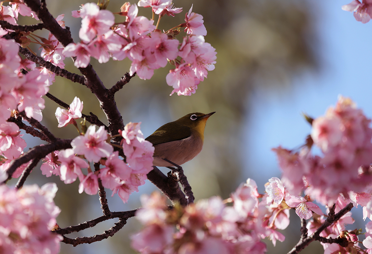 Bird perched on a branch with pink flowers