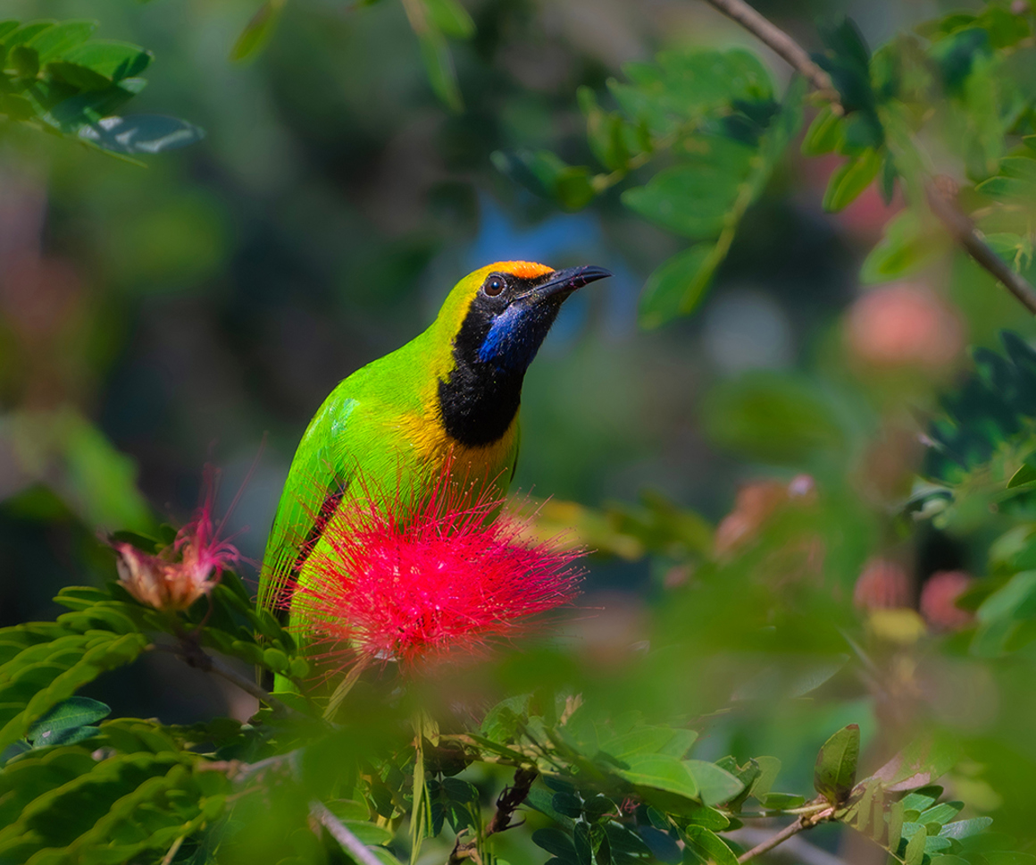 Colourful bird on a bright pink flower
