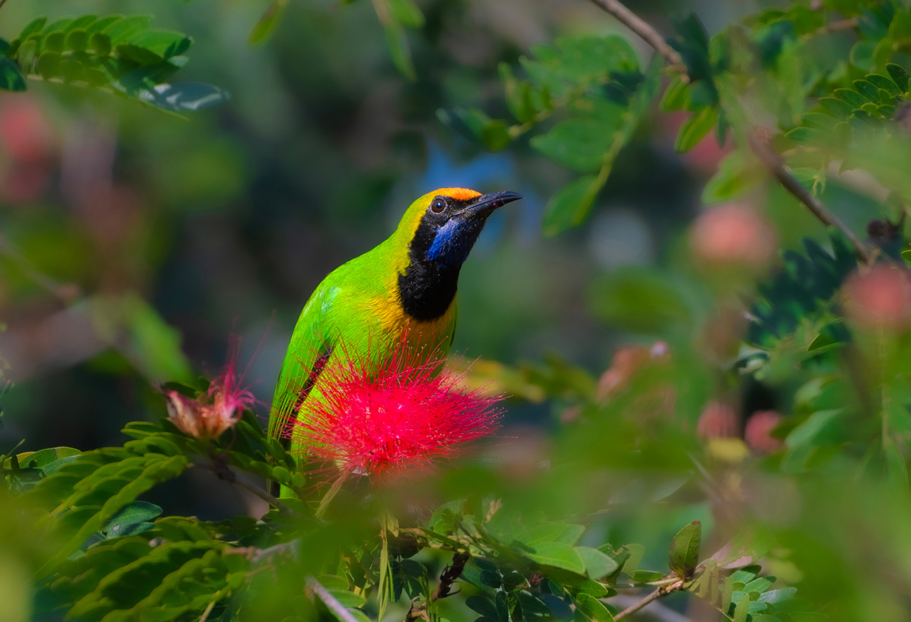 Colourful bird on a bright pink flower