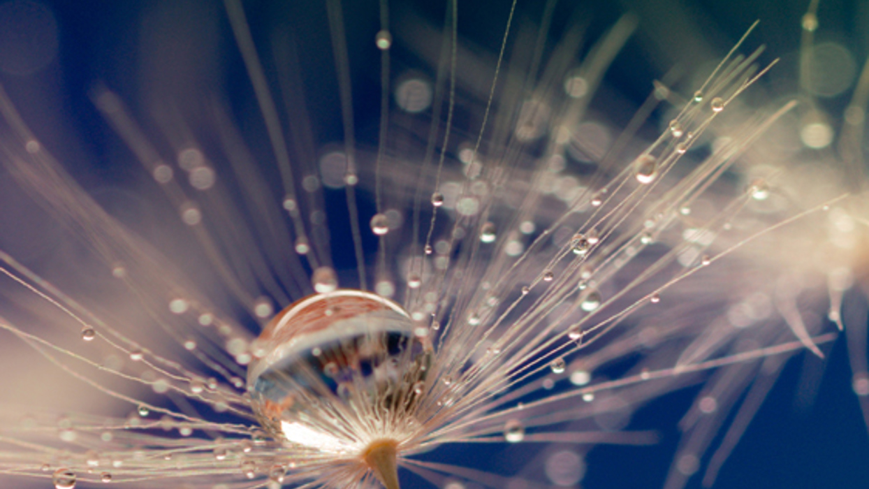 Dandelion seed with droplet of water