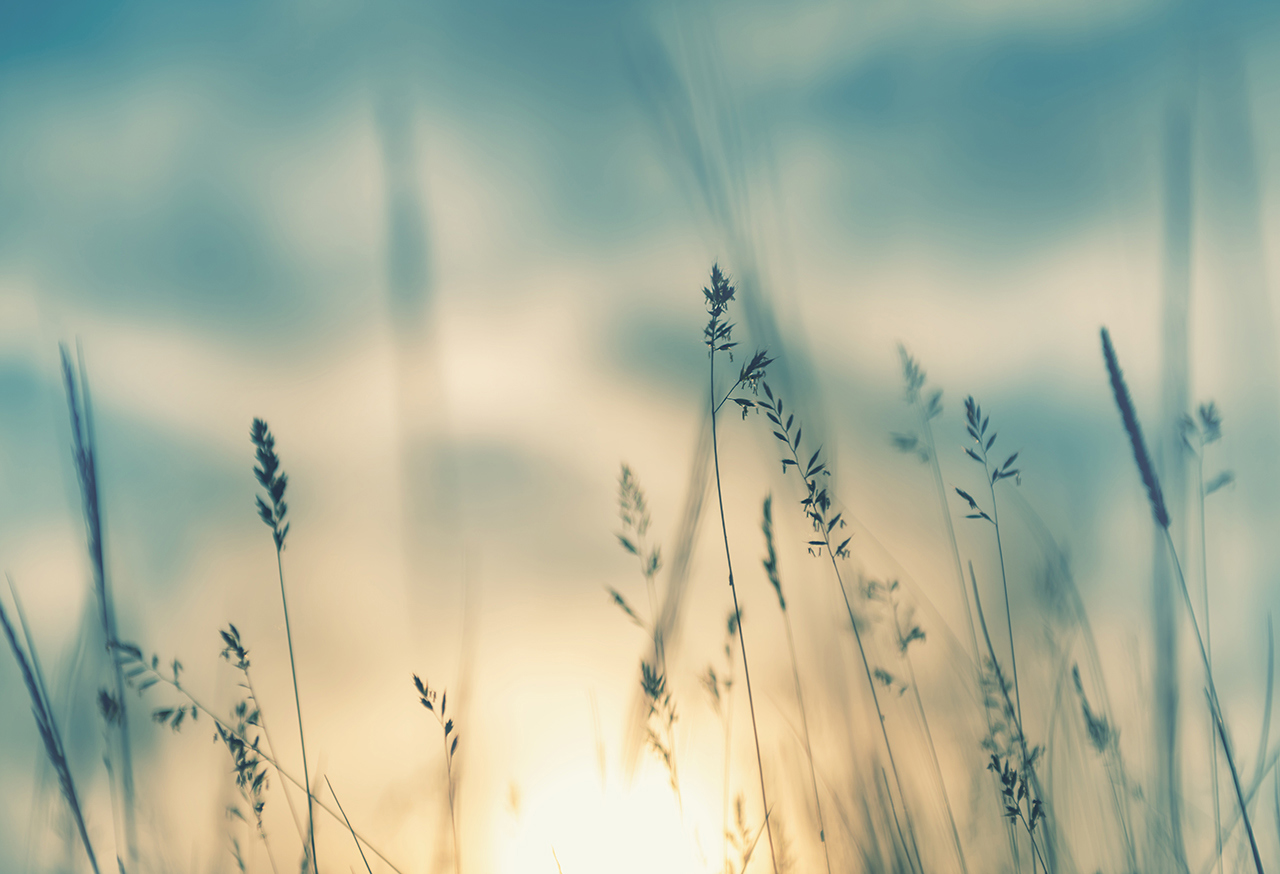 Hazy flowers in front of the sky