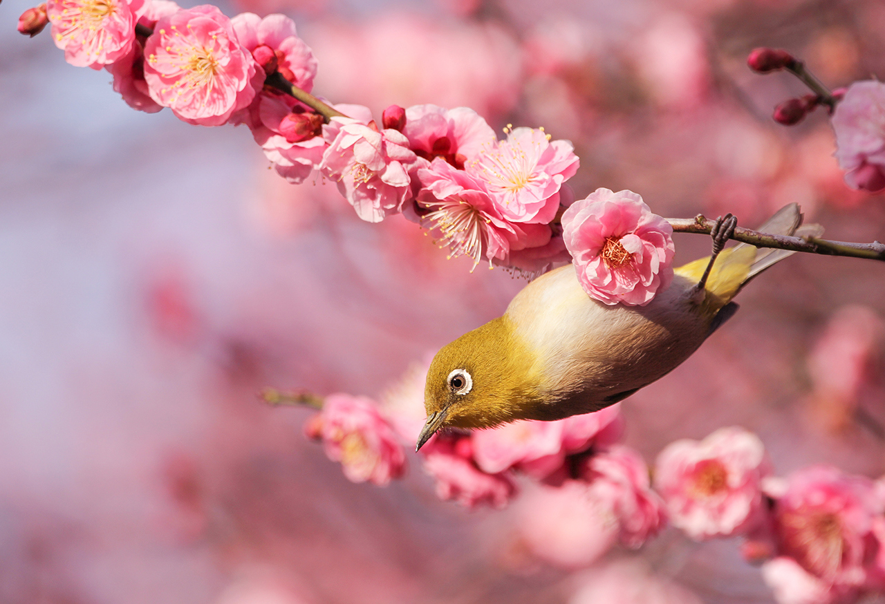 Yellow bird on a branch with pink flowers
